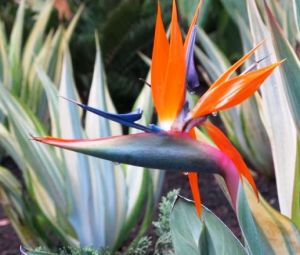 Photo by Oscar de la Renta of his Punta Cana gardens in the Dominican Republic - bird of paradise.jpg